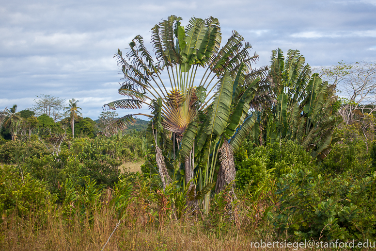 traveler's palm